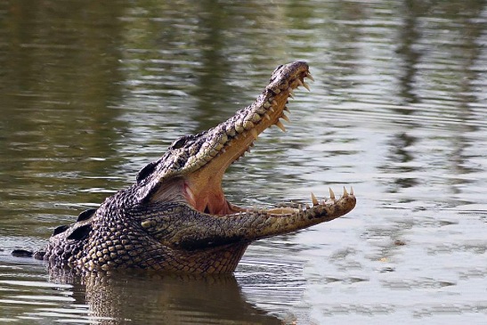 Bhagabatpur rocodile Project